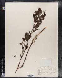Image of Hypericum pseudomaculatum
