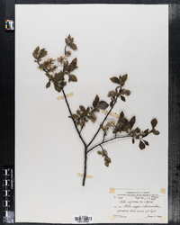 Salix nigricans image