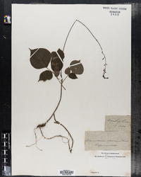 Desmodium glutinosum image