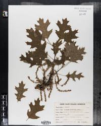 Quercus velutina image