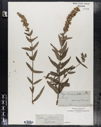 Lythrum salicaria image