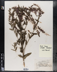 Lythrum salicaria image