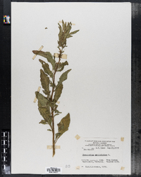 Chenopodium ambrosioides image