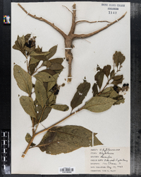 Phytolacca americana var. americana image