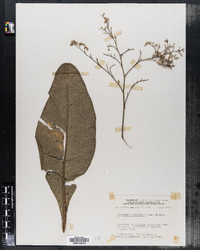 Image of Limonium latifolium