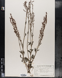 Rumex acetosella image