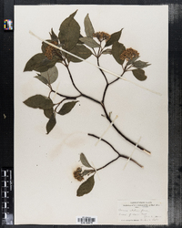 Cornus sericea ssp. sericea image