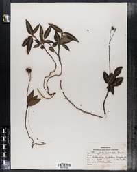 Chimaphila maculata image