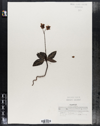 Chimaphila maculata image