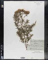 Image of Pycnanthemum linifolium