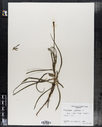 Tragopogon lamottei image