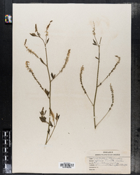 Melilotus officinalis image