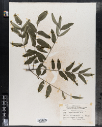 Styphnolobium japonicum image