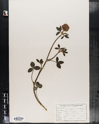 Trifolium pratense image