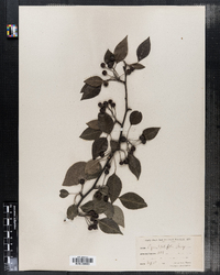 Image of Pyrus betulifolia