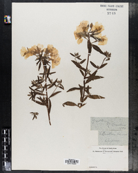 Oenothera biennis image