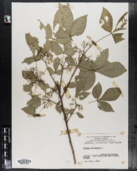 Ptelea trifoliata image