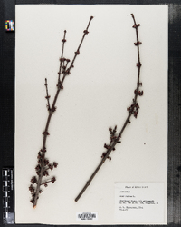 Acer rubrum image