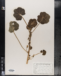 Malva pusilla image