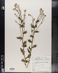 Barbarea vulgaris image