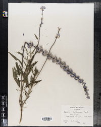 Image of Salvia farinacea