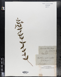 Scutellaria galericulata image