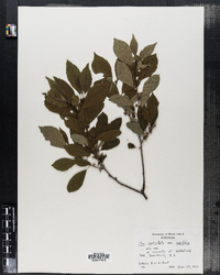 Ilex verticillata image