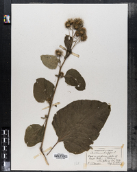 Arctium lappa image