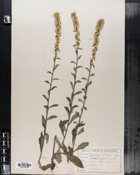 Solidago bicolor image