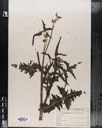 Sonchus oleraceus image