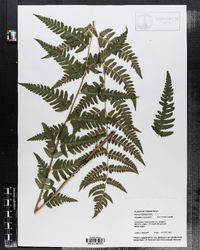 Dryopteris clintoniana image