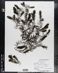 Ceratophyllum demersum image