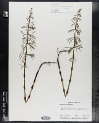 Equisetum sylvaticum image