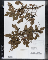 Vaccinium pallidum image