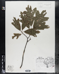 Quercus falcata image