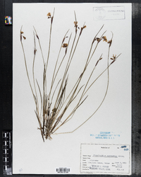 Sisyrinchium mucronatum image