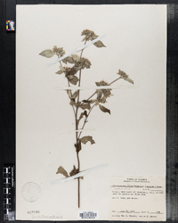 Image of Pycnanthemum pycnanthemoides