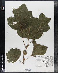 Liriodendron tulipifera image