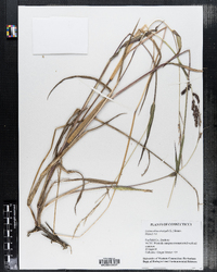 Echinochloa crusgalli image