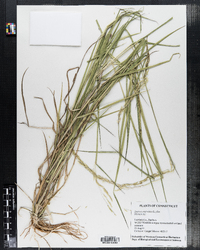 Leersia oryzoides image