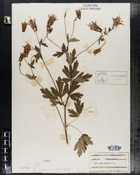 Aquilegia canadensis image