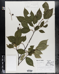 Prunus serotina image