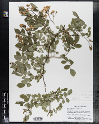 Rosa multiflora image