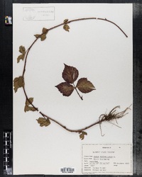 Rubus occidentalis image