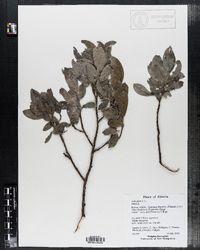 Image of Salix glauca