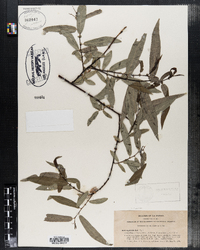 Image of Salix ligulifolia