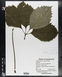 Image of Parthenocissus vitacea