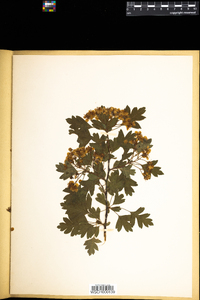 Crataegus monogyna image