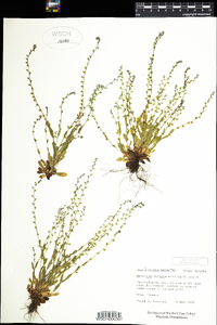 Myosotis stricta image