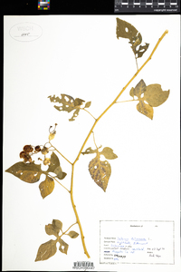 Solanum dulcamara image